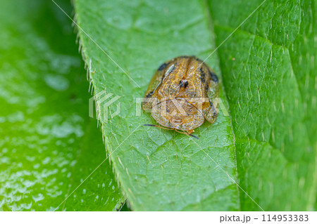 ヨツモンカメノコハムシ 114953383