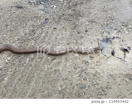 地面を這うジムグリ 地面を這うジムグリ 114953492