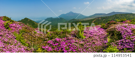 満開のミヤマキリシマと新緑 霧島の山 満開のミヤマキリシマと新緑 霧島の山 114953541