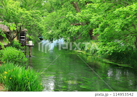 新緑の大王わさび農場 114953542