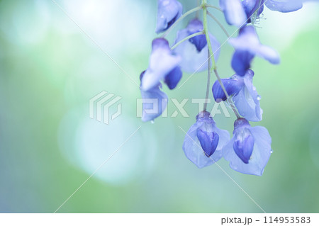 雨の日に咲く紫色の藤の花 114953583
