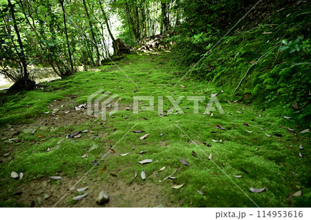 満願寺　苔の小道 114953616