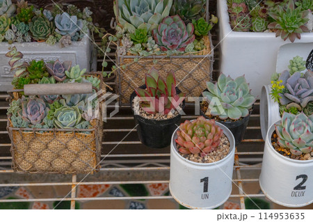 多肉植物が並べられた棚 リメ缶に植えられている多肉 多肉植物が並べられた棚 リメ缶に植えられている多肉 114953635