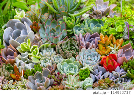画面一面の多肉植物の寄せ植え の写真素材 [114953737] - PIXTA