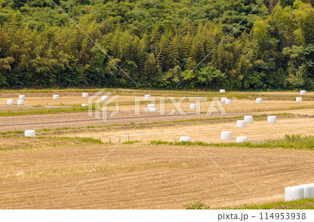 畑に転がっているラップサイレージ 牛の飼料になる稲発酵粗飼料発酵粗飼料 畑に転がっているラップサイレージ 牛の飼料になる稲発酵粗飼料発酵粗飼料 114953938