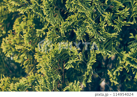 Green branches of thuja. Evergreen Chinese cypress, coniferous thuja. An ornamental plant in the garden. The texture of the leaves. Close-up with space to copy. High quality photo 114954024