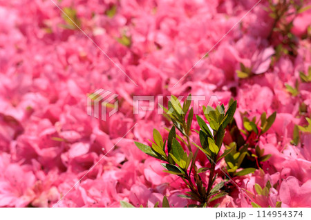 初夏の日差しを受けて真っ赤に咲き誇るサツキツツジの花 114954374