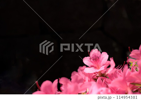 初夏の日差しを受けて真っ赤に咲き誇るサツキツツジの花 114954381