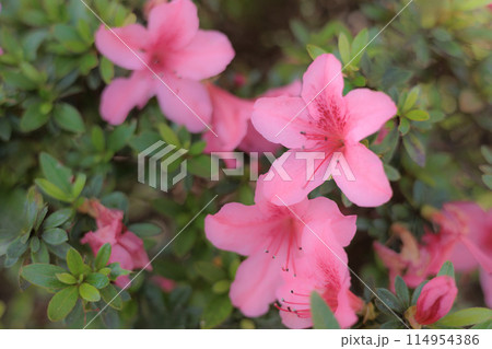 初夏の日差しを受けて真っ赤に咲き誇るサツキツツジの花 114954386