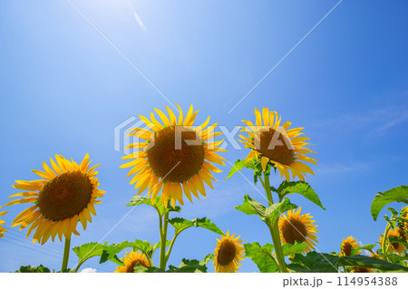 太陽に向かって咲く元気なひまわり 太陽に向かって咲く元気なひまわり 114954388