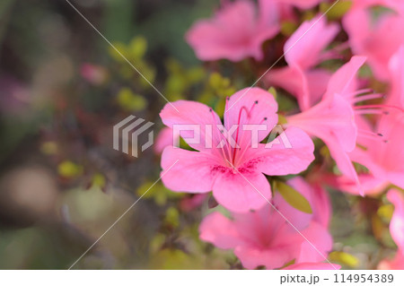 初夏の日差しを受けて真っ赤に咲き誇るサツキツツジの花 初夏の日差しを受けて真っ赤に咲き誇るサツキツツジの花 114954389