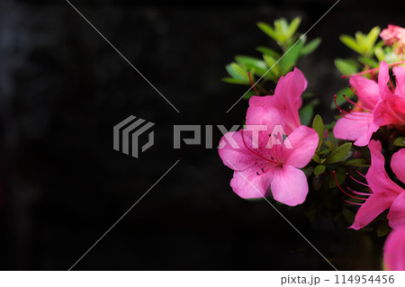 初夏の日差しを受けて真っ赤に咲き誇るサツキツツジの花 初夏の日差しを受けて真っ赤に咲き誇るサツキツツジの花 114954456