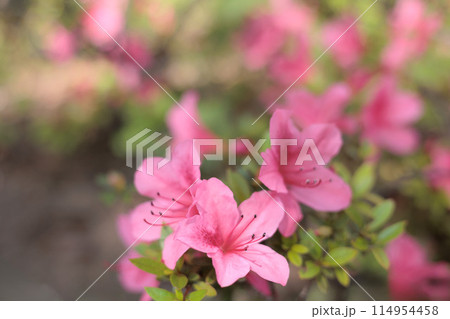 初夏の日差しを受けて真っ赤に咲き誇るサツキツツジの花 114954458