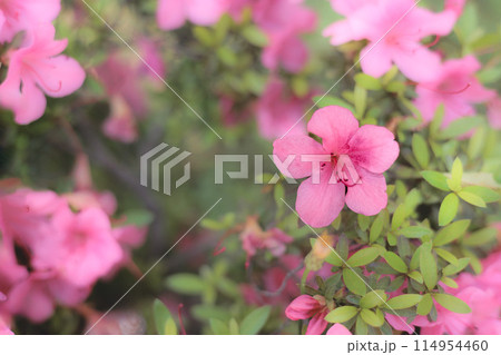 初夏の日差しを受けて真っ赤に咲き誇るサツキツツジの花 初夏の日差しを受けて真っ赤に咲き誇るサツキツツジの花 114954460