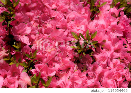 初夏の日差しを受けて真っ赤に咲き誇るサツキツツジの花 初夏の日差しを受けて真っ赤に咲き誇るサツキツツジの花 114954463