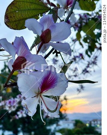 Orchid tree Bauhinia purpurea flowers Close up sunset in the background. Common name White Purple bauhinia, camel's foot, butterfly tree, and Hawaiian orchid tree. Orchid tree Bauhinia purpurea flowers Close up sunset in the background. Common name White Purple bauhinia, camel's foot, butterfly tree, and Hawaiian orchid tree. 114954524