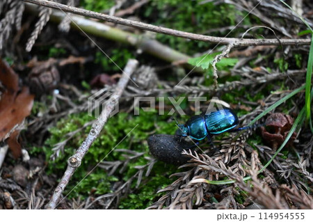 フンを転がしているフンコロガシ フンを転がしているフンコロガシ 114954555