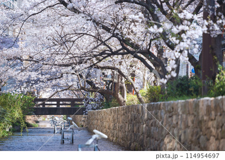 春の木屋町 春の木屋町 114954697