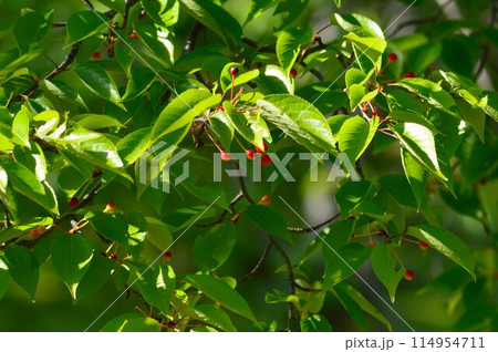 オオシマザクラの実（大島桜） 114954711