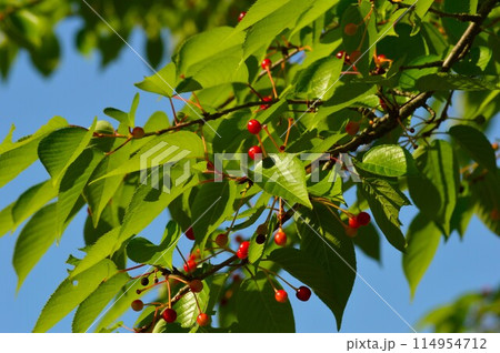 オオシマザクラの実（大島桜） 114954712