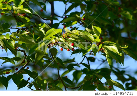 オオシマザクラの実（大島桜） 114954713