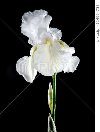 Blooming white iris Immortality on a black background 114954755