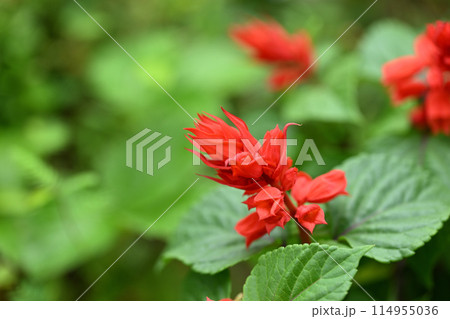サルビアの花 サルビアの花 114955036