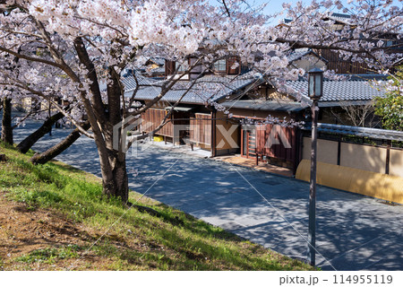 春の東山区 114955119