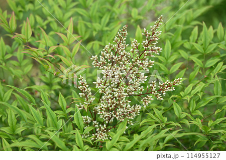 ナンテン(南天)の花蕾 ナンテン(南天)の花蕾 114955127