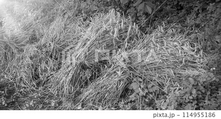Harvested wheat in sheaves lies on the ground 114955186