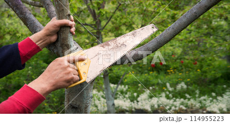 Man's hands sawing a tree Man's hands sawing a tree 114955223