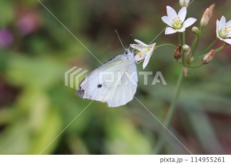 花にとまるモンシロチョウ 114955261