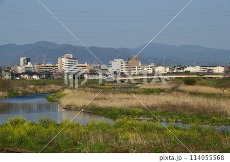 春の浅川はこんな感じ　八王子市 114955568