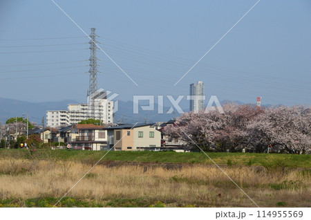 春の浅川はこんな感じ　八王子市 114955569