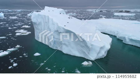 Albatross birds resting on drifting iceberg in Antarctica. Melting glacier floats in ice water ocean. Environment and landscapes of South Pole. Explore arctic wildlife. Aerial drone shot panorama Albatross birds resting on drifting iceberg in Antarctica. Melting glacier floats in ice water ocean. Environment and landscapes of South Pole. Explore arctic wildlife. Aerial drone shot panorama 114955682
