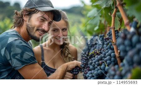 agritourism to harvesting grapes vineyard 114955693