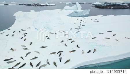 Big weddell seals colony lying on ice floe in Antarctica. Sea leopard animals sleep on snow covered iceberg drifting polar ocean. Travel, explore wildlife habitat in Antarctica. Aerial drone shot Big weddell seals colony lying on ice floe in Antarctica. Sea leopard animals sleep on snow covered iceberg drifting polar ocean. Travel, explore wildlife habitat in Antarctica. Aerial drone shot 114955714