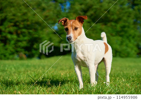 Curious Jack Russell Terrier dog Standing in Green Meadow on Sunny Day 114955986