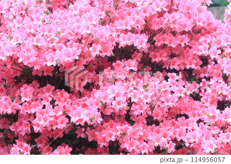 azalea flowers texture azalea flowers texture 114956057