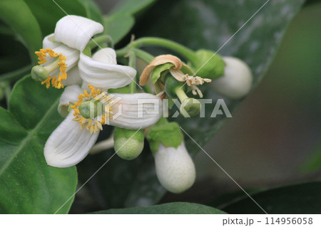 fresh pomelo flowers fresh pomelo flowers 114956058