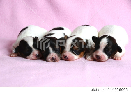 papillon dogs newborns 114956063