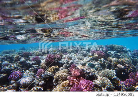 coral reef in Egypt, Makadi Bay 114956085