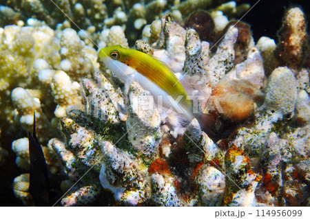 exotic fish from the Red sea 114956099