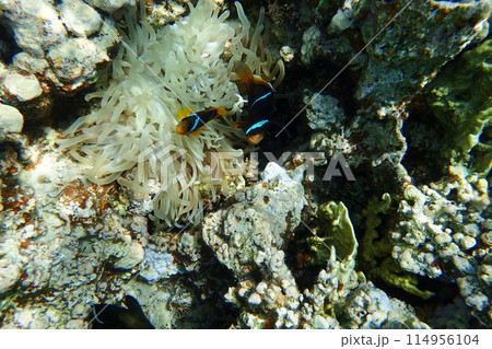nemo fishes 114956104