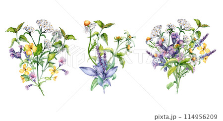 Set of bunch meadow herbal flowers watercolor illustration isolated. Chamomile, yarrow, celandine medicinal plants in botanical sketch style. Nettle, sage hand drawn. Design for label, package 114956209