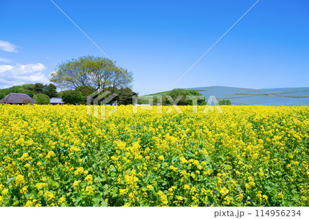 茨城県ひたちなか市　ひたち海浜公園のネモフィラの丘と菜の花畑 114956234