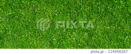 俯瞰で見た青々とした芝生 114956267