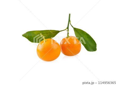 kumquat orange that placed on white background 114956365