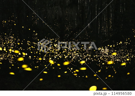 ヒメボタル 114956580