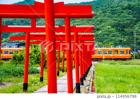 島根県 一畑電車　鳥居が並ぶ参道を通る電車 114956799